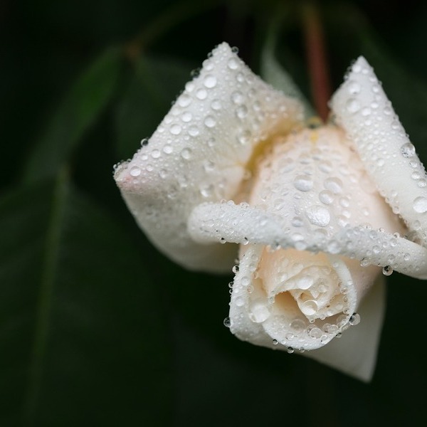 pixabay