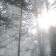 Licht durchflutet den Wald. 